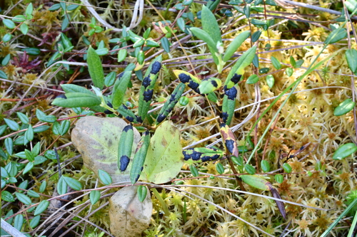 Rhytisma andromedae observed 2026-09-06