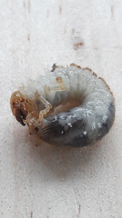 Phyllopertha horticola