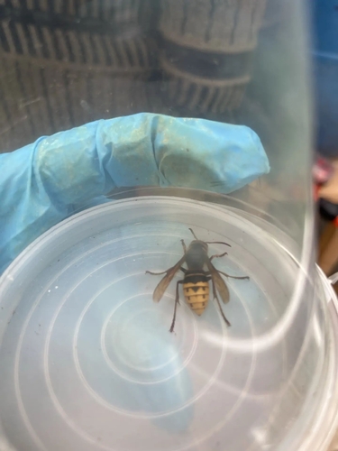 European Hornet