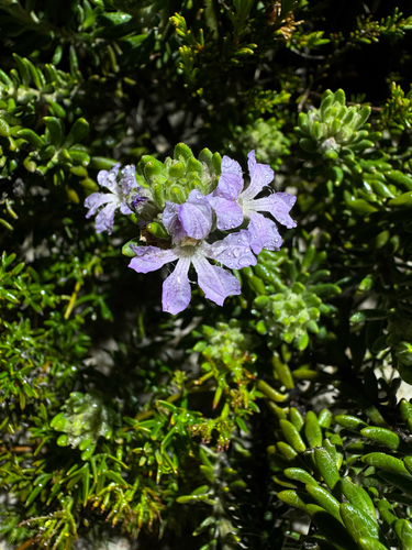 Polygalaceae observed 2026-09-02