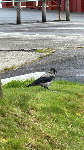 Hooded Crow