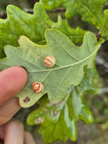 Striped Pea Gall Wasp