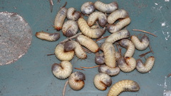 Phyllopertha horticola