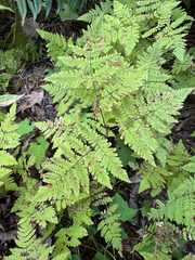Gymnocarpium disjunctum, photograph author not stated, no rights reserved