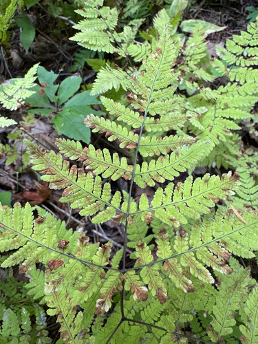 Gymnocarpium disjunctum, photograph 5