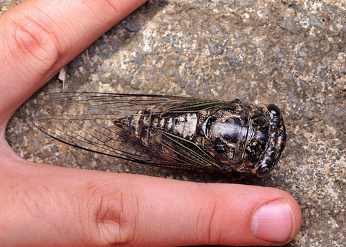 Cryptotympana recta