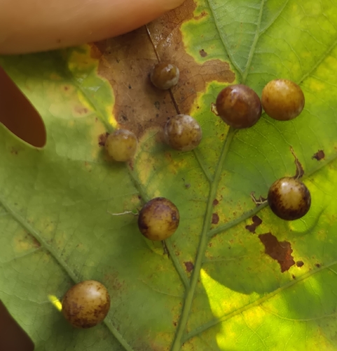 Pea Gall Wasp