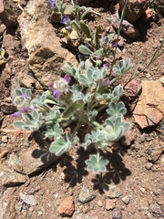Lupinus concinnus optatus
