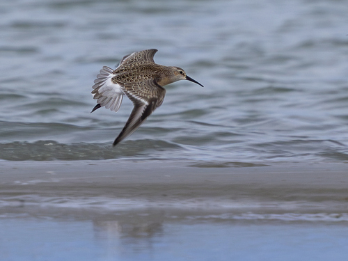 iNaturalist image