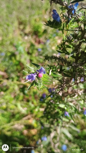 viper's-bugloss