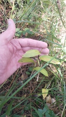 Polygonatum humile