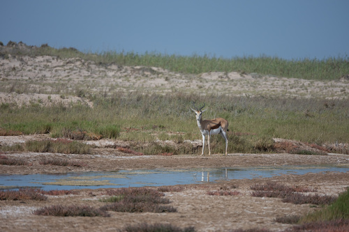 Angolan Springbok