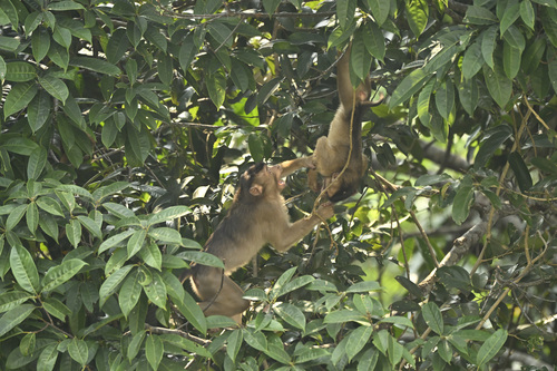 Southern Pig-tailed Macaque