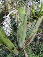 Billbergia zebrina