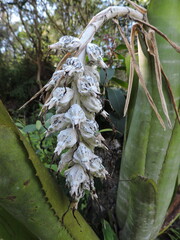 Billbergia zebrina, photograph (c) Fabrício Mil Homens Riella, some rights reserved (CC BY)