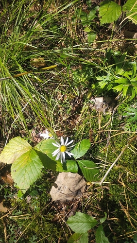 Chrysanthemum zawadzkii, photograph 2