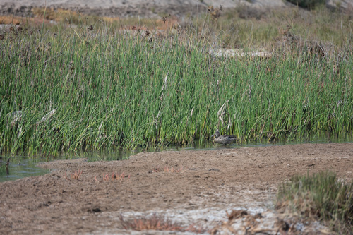 iNaturalist image