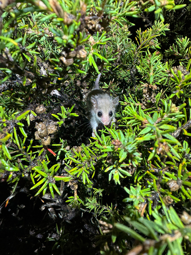 Southwestern Pygmy Possum