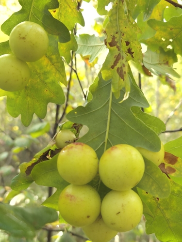 Cherry Gall Wasp