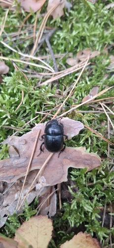Woodland Dor Beetle