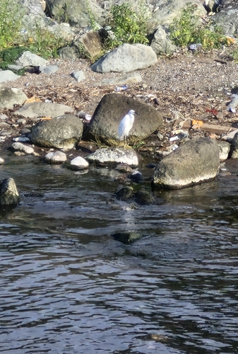 Little Egret