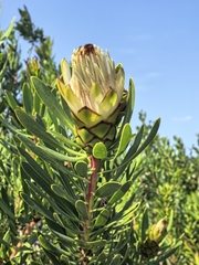 Protea lanceolata