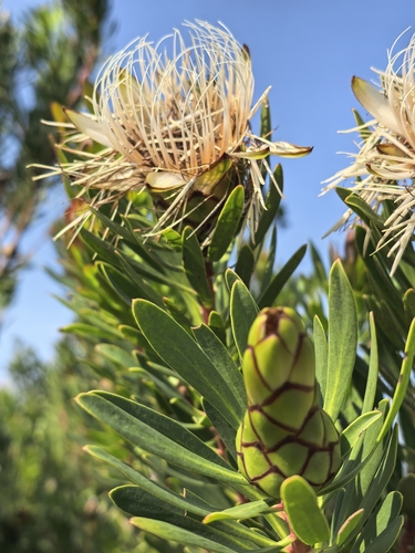 Protea lanceolata, photograph 2