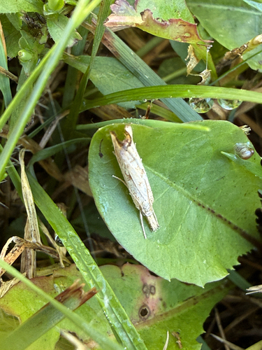 Lesser Vagabond Sod Webworm Moth