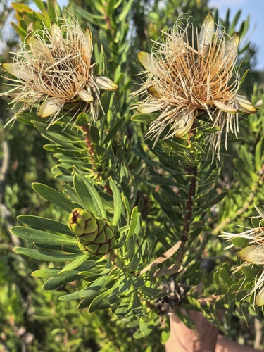 Protea lanceolata, photograph 3