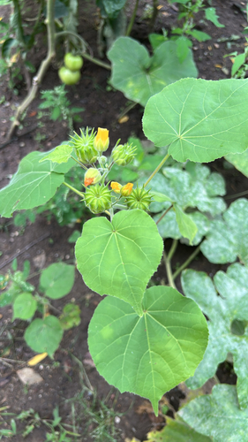 velvetleaf