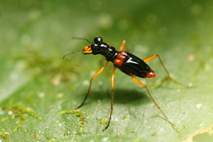 Therates bruneiensis