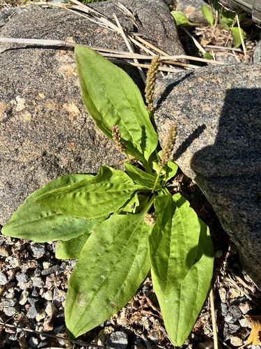 greater plantain