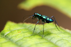 Cylindera versicolor