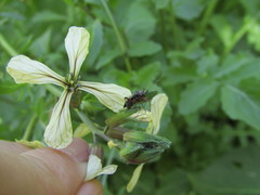 Closterotomus annulus