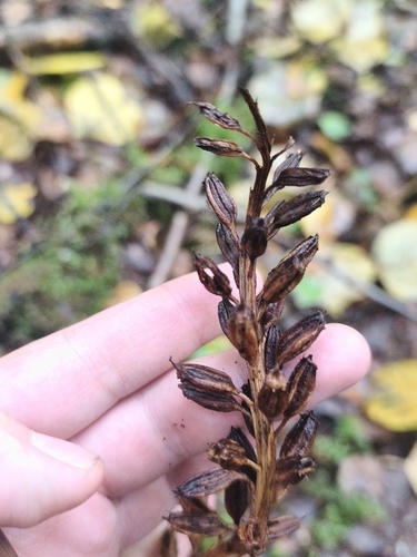 bird's-nest orchid