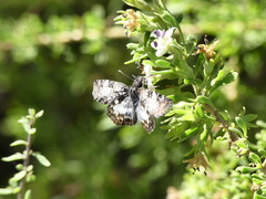 Chiomara asychis