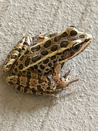 Pickerel Frog
