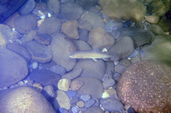 Salvelinus confluentus