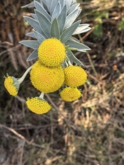 Schistostephium umbellatum