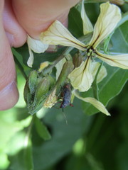 Closterotomus annulus