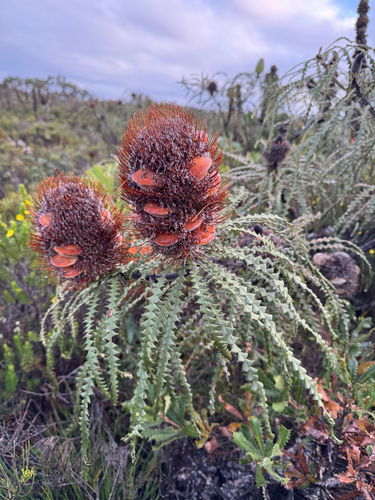 Banksia speciosa, photograph 2