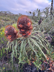 Banksia speciosa, photograph (c) Tyler Anthony, some rights reserved (CC BY)