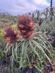 Banksia speciosa