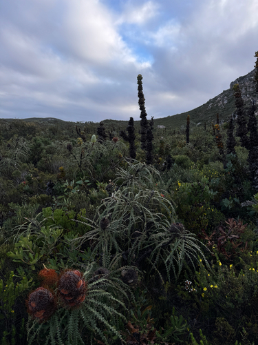 Banksia speciosa, photograph 3