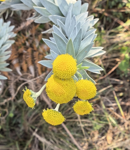 Schistostephium umbellatum, photograph 2