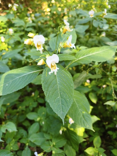 Impatiens edgeworthii, photograph 2