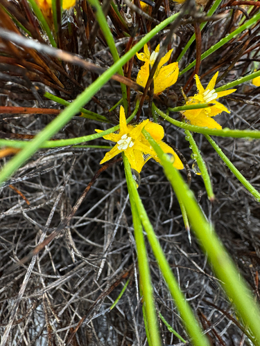 Conostylis vaginata (Conostylis vaginata)