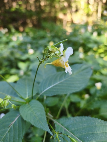 Impatiens edgeworthii, photograph 3