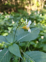 Impatiens edgeworthii, photograph (c) Angelika Baumann, some rights reserved (CC BY)