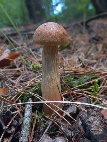 Aureoboletus projectellus